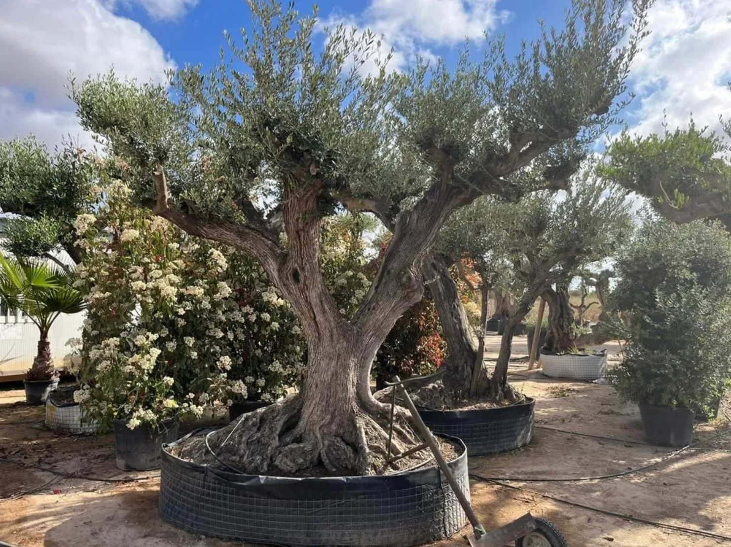 Végétaux méditerranéens